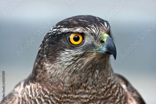 Close-up of hawk