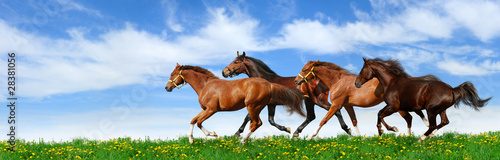 herd gallops in green field