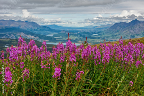 Blooming Yukon Fireweed