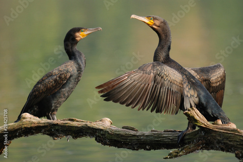 cormorant