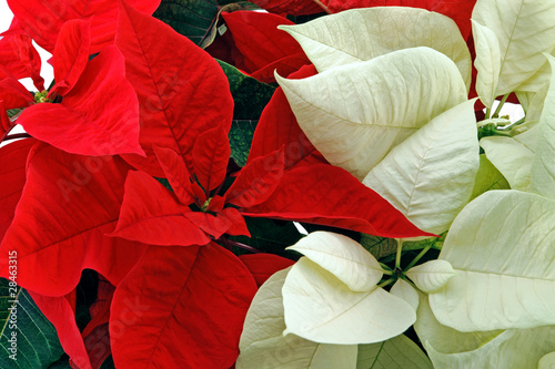 Red and white poinsettia