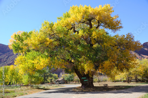 Beautiful Cottonwood Tree in Autumn