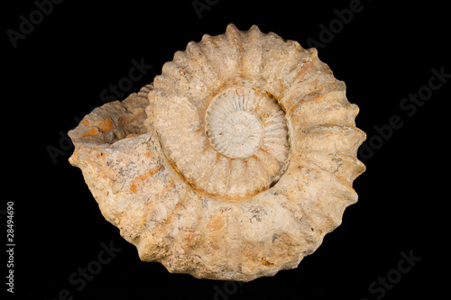 fossil_001