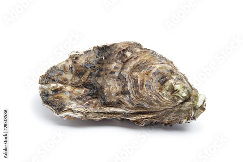 Whole single fresh raw oyster