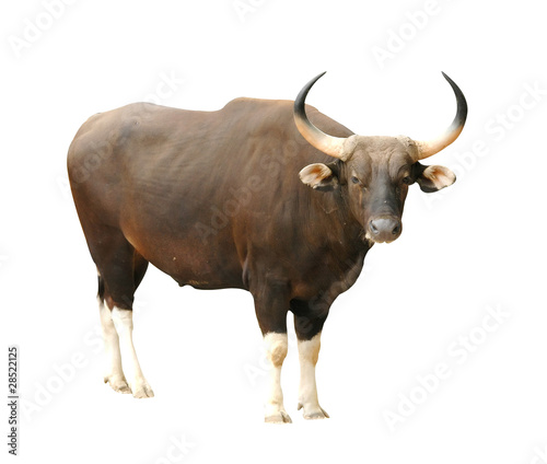 male banteng isolated