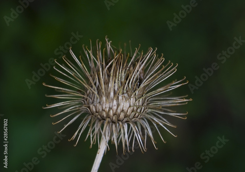 Łopian większy Arctium lappa