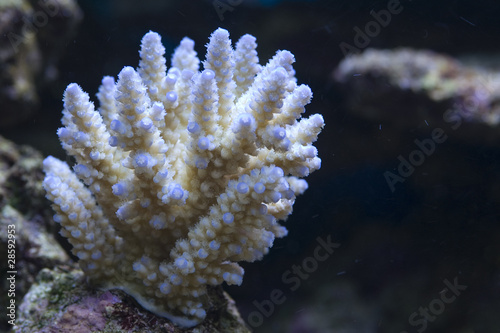 Acropora