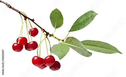 Cherry brunch with leaves