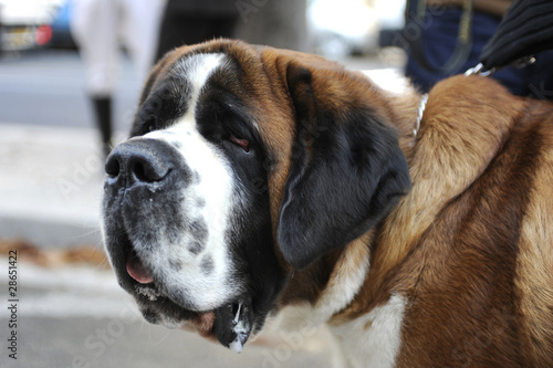 saint bernard