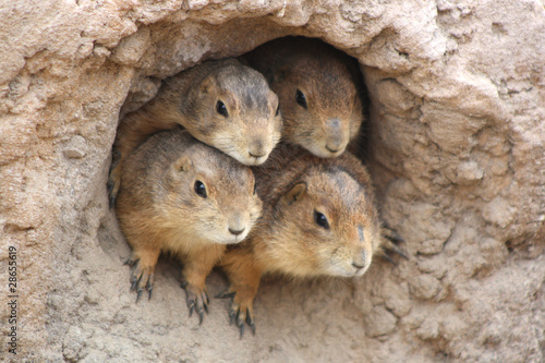 4 Präriehunde gucken aus einer Höhle