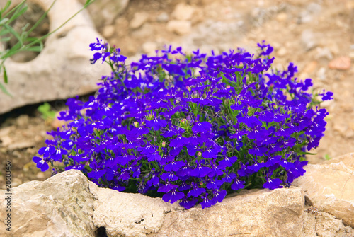 Männertreu - Garden Lobelia 03