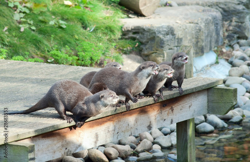 Otters (L. Lutra) wait for feeding