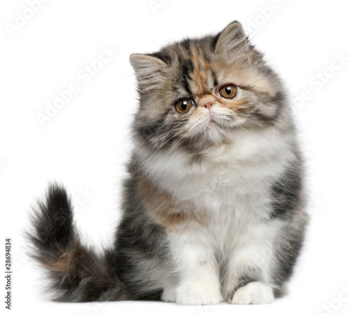 Persian cat, 8 months old, sitting in front of white background