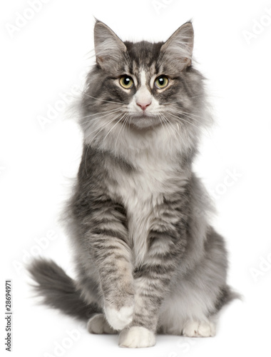 Norwegian Forest Cat, 5 months old, sitting
