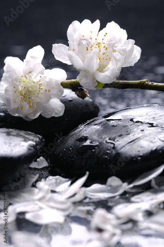 Black stones and flower, petal - Spa still life