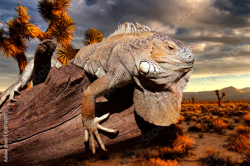 iguana at sunset