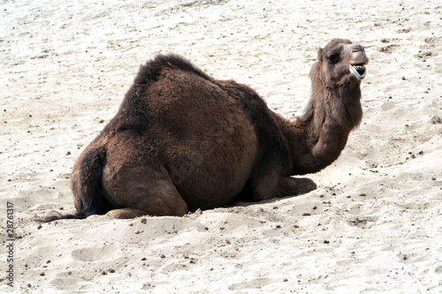 Camel