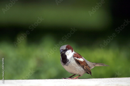 sparrow