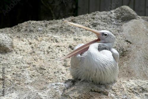 white pelican