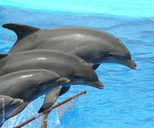 juming dolphins