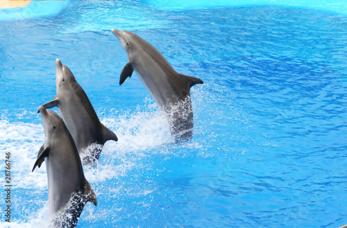 juming dolphins