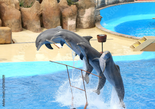 juming dolphins