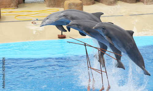 juming dolphins