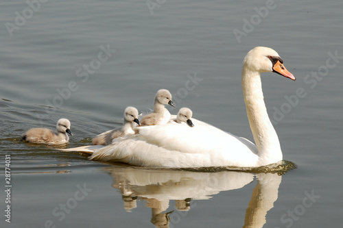 swan carries chicks piggyback