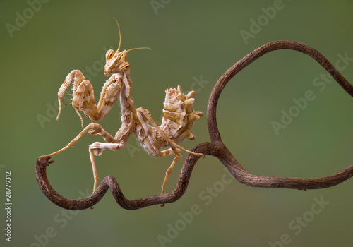 Devil Flower mantis on vine