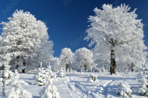 Mountain trail between snowy trees