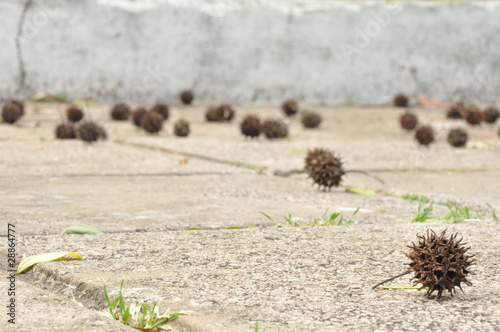 bolitas de ciniferas