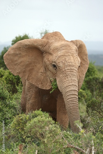 African Elephant Cow