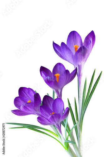 Purple Crocus