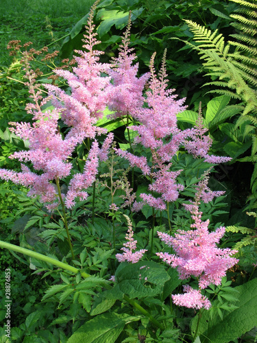 Pink apical buds astilby (Astilbe)