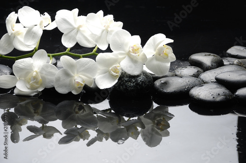 Zamyka w górę białej orchidei z kamień wody kroplami