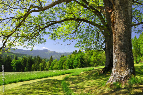 Spring landscape in the national park Sumava - Czech Republic