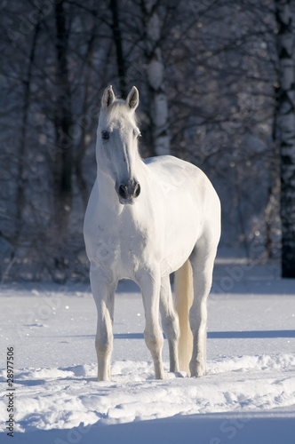 white horse stallion portrait