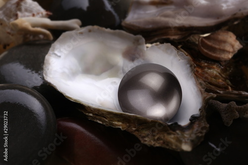 Image of a black pearl in a shell on a white background.