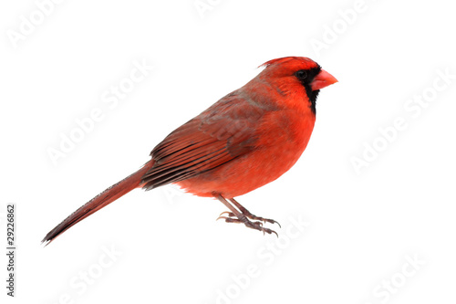 Isolated Cardinal On White