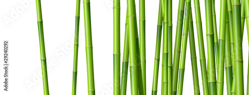 Bambous sur fond blanc 2