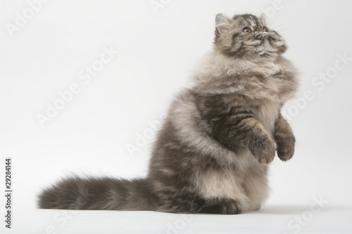 the persian cat stands up