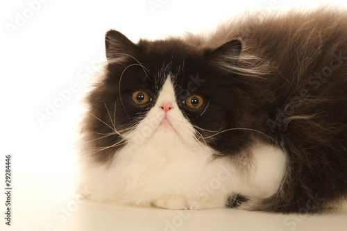 persian cat with beautiful whiskers