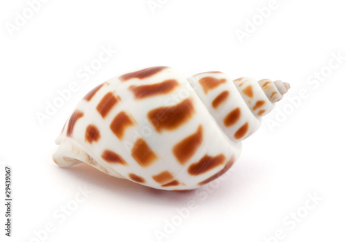 Shell isolated on white with soft shadow