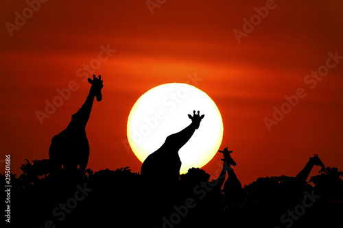 African sunset in Masai Mara, Kenya