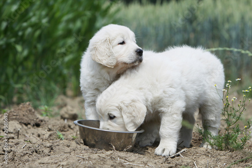 deux chiens partageant la même gamelle