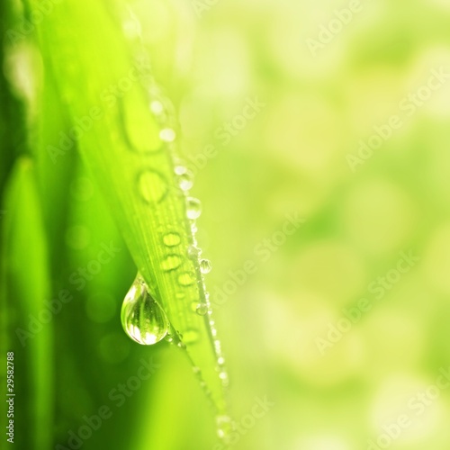 Close-up shot of green grass with rain drops on it