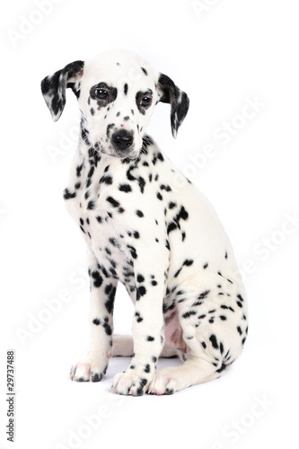 3 months old dalmatian puppy