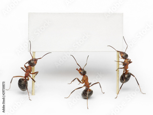 team of ants holding blank, message, placard or billboard