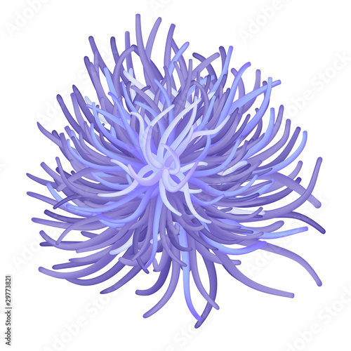 sea anemone - vector