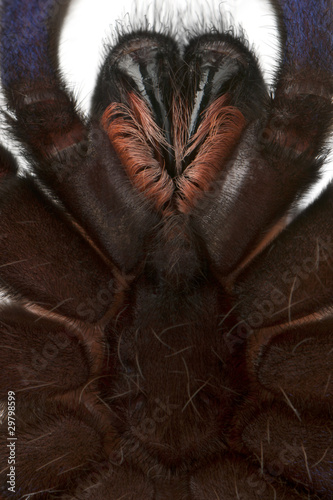 Close-up of Tarantula spider, Poecilotheria Metallica, in front
